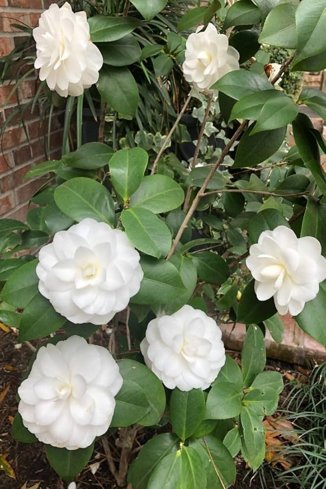 White (Camellia Impatiens) for planting in garden